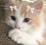 Catluver97